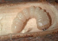 European house borer larva